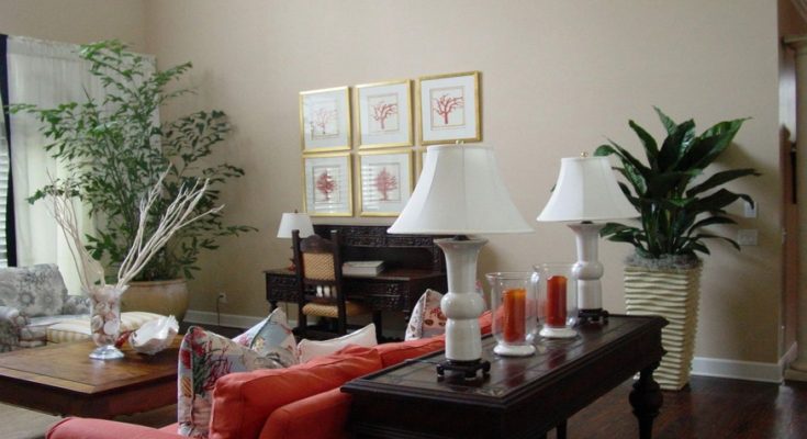 Top 5 Home Decor Plants